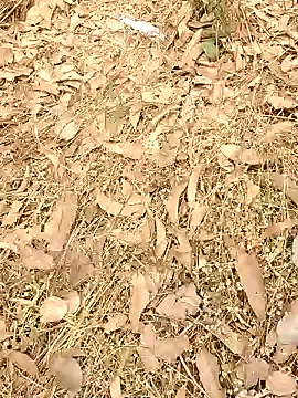 pimange34 — Susu in his dick